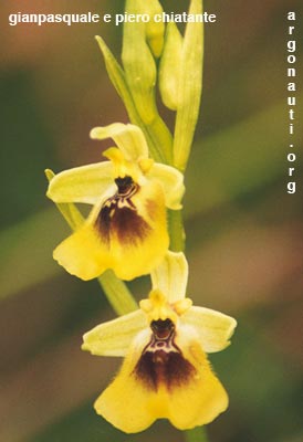 ophrys lacaitae