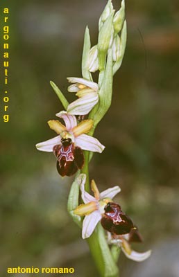 ophrys mateolana