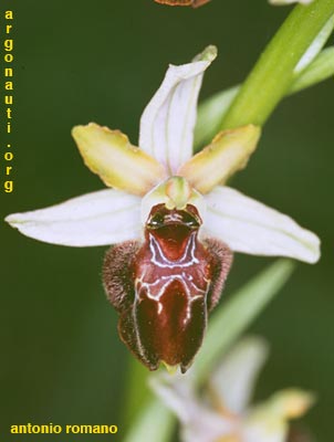 ophrys mateolana