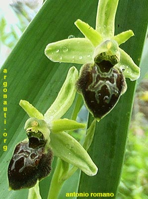 ophrys mateolana