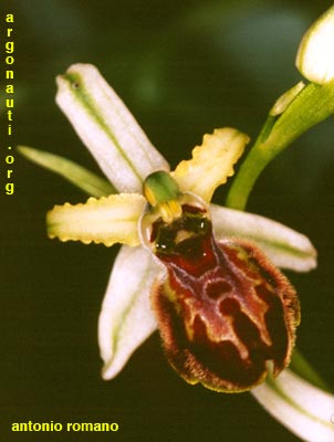 ophrys mateolana