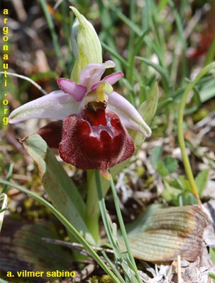 ophrys pollinensis