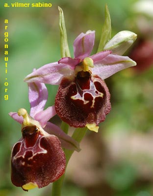 ophrys pollinensis