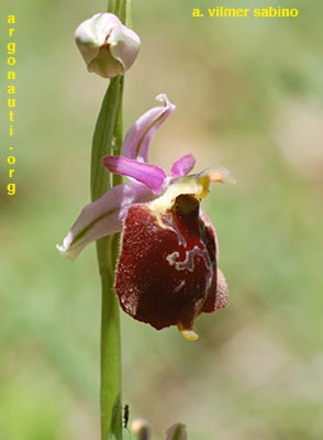 ophrys pollinensis