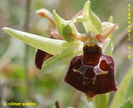 ophrys pollinensis