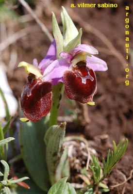 ophrys pollinensis