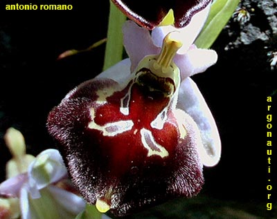 ophrys pollinensis