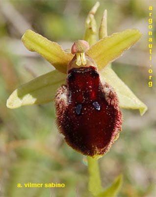 ophrys promontorii