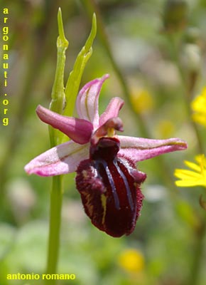 ophrys sopontentis