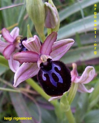 ophrys sipontensis