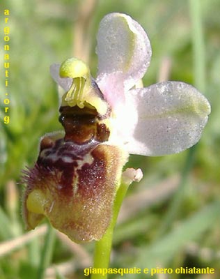 ophrys tardans