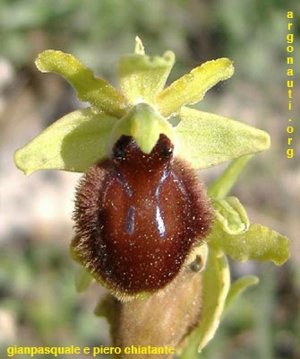 ophrys tarentina