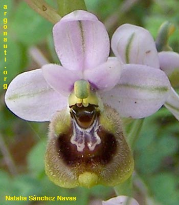 ophrys tenthredinifera