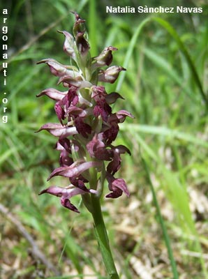 orchis coriophora