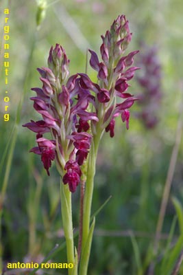 orchis coriophora