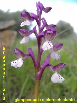 orchis morio