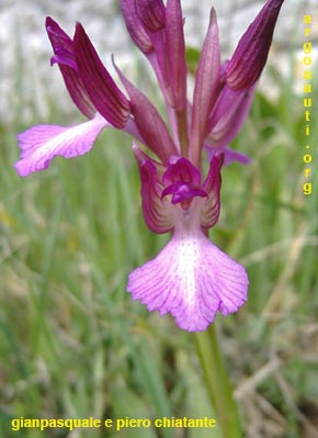 orchis papilionacea