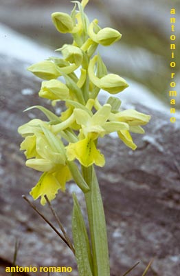 orchis pauciflora