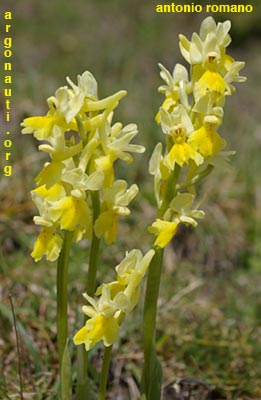 orchis pauciflora