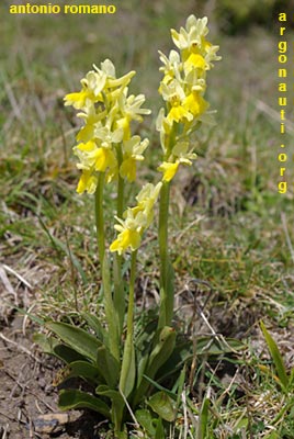 orchis pauciflora