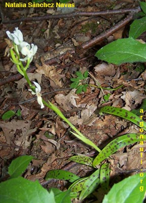 orchis provincialis