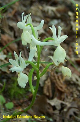 orchis provincialis