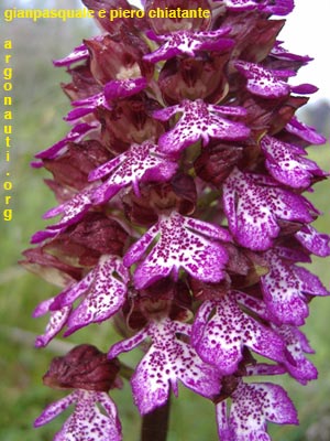 orchispurpurea