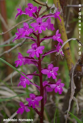 orchis quadripunctata