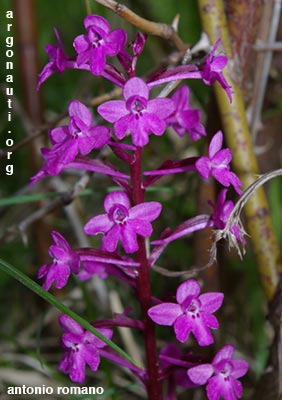 orchis quadripunctata