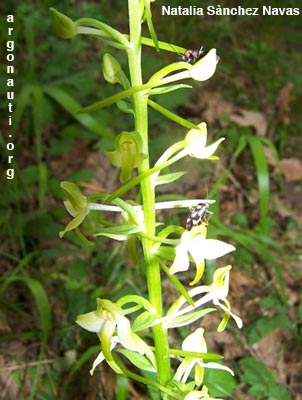 platanthera bifolia