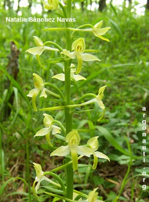 platanthera bifolia