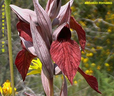 serapias cordigera