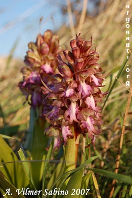 barlia robertiana