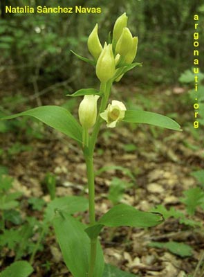 cephalanthera damasonium