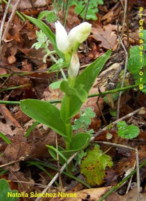 cephalanthera damasonium