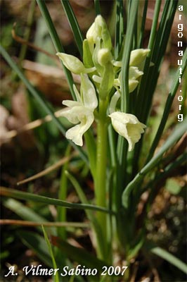 dactylorhiza romana