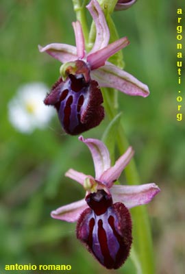 ophrys sipontensis