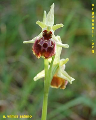 ophrys archipelaghi