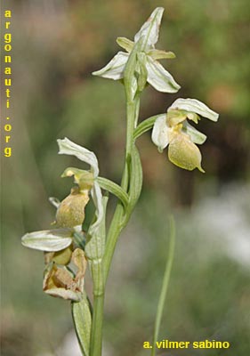 ophrys archipelaghi