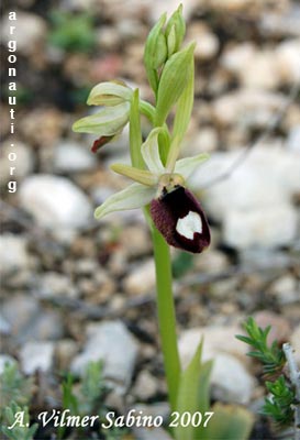 ophrys bertoloniiformis