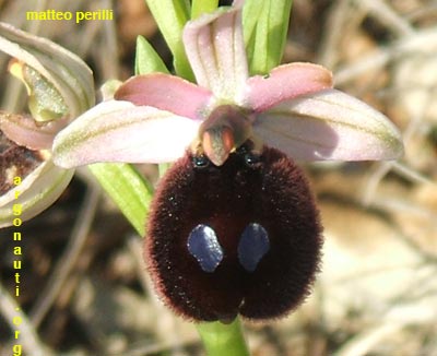 ophrys bertoloniiformis