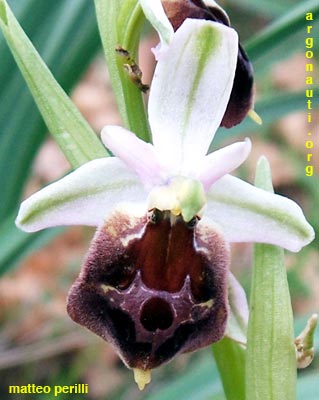 ophrys biscutella