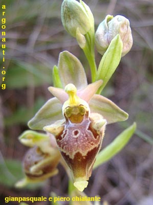 ophrys candica