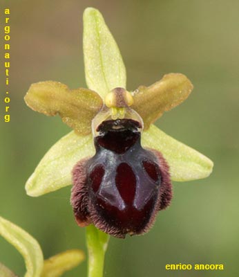 ophrys garganica