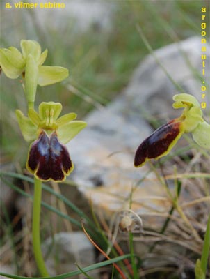 ophrys lucifera