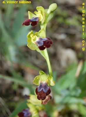 ophrys lupercalis