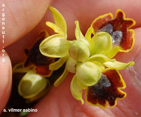 ophrys melena