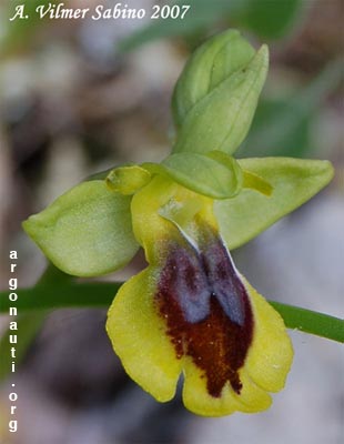 ophrys sicula