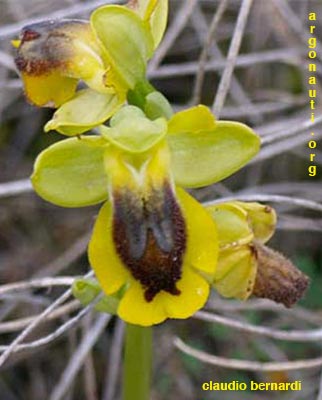 ophrys sicula