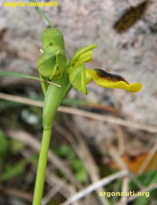 ophrys sicula